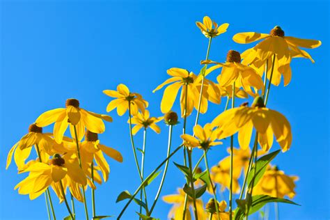 Yellow Flowers Against Sky Free Stock Photo Public Domain Pictures