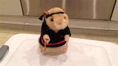 Singing And Dancing Hamster Kung Fu Fighting Youtube