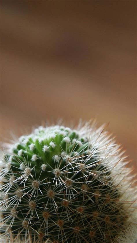 Desert Cactus Macro Blur Iphone 8 Wallpapers Free Download