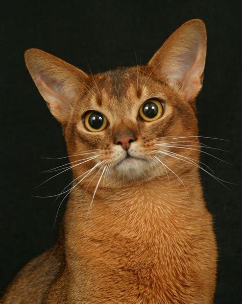 Cat Breeds Large Ears Pets Lovers