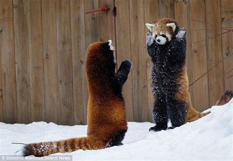 Freeze Show Me Your Hands Up The Red Panda Appears To Surrender Red