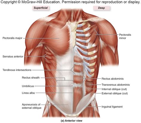 Chest Muscles Pictures McGraw Hill Diagram Quizlet