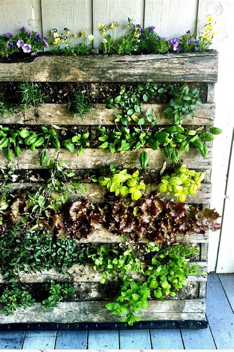 How To Start Vertical Garden Living Walls Naturebring Pallet