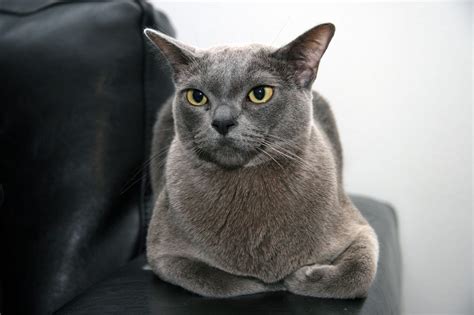 11 Facts You Probably Dont Know About The Burmese Cat