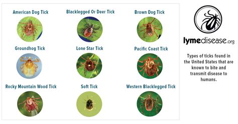 About Ticks And Lyme Disease