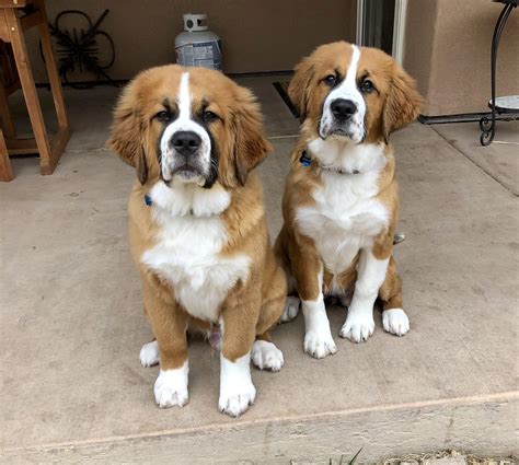 Bernese Mountain Dog Mix With Saint Bernard