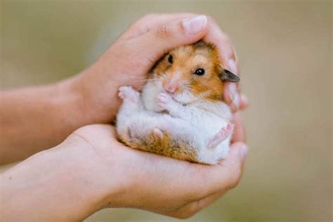 How Long Do Hamsters Live And Take Care Of It Pets Nurturing