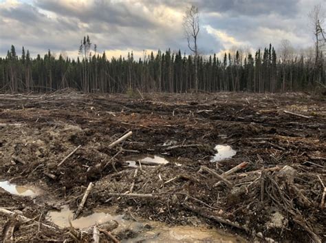 Toilet Paper Is Destroying Canadas Forests