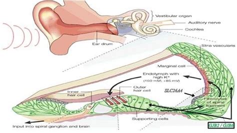 Schematic Representation Of The Cochlea Showing The Location Of Its