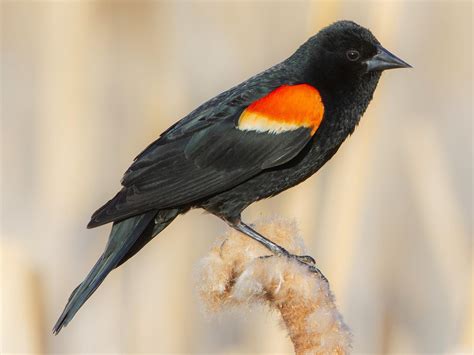 Nestwatch Red Winged Blackbird Nestwatch