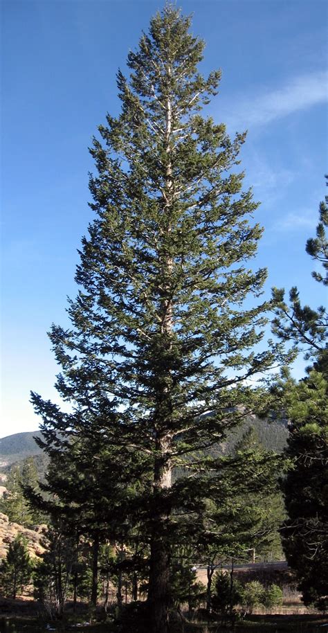 Rocky Mountain Bushcraft Rocky Mountain Tree