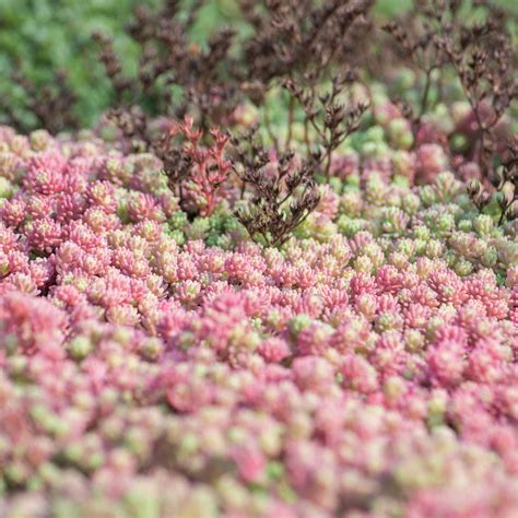 Der Verkehr Detektor Hof Sedum Mix Destillieren Bedingungslos Spanien