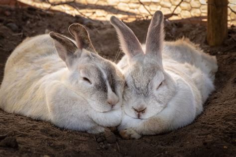 Instagram Captions For Photos Of Your Pet Bunny Rabbit