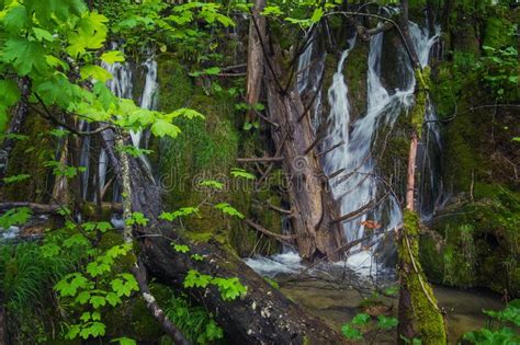 Plitvice Lakes In Croatia Green Trees Lake And Waterfall Stock Photo