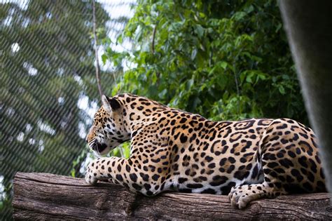 Jaguar Cat Wallpaper Stream Predator Spot Jaguar Profile Walk