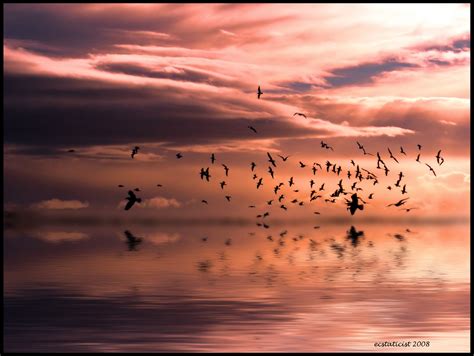Hintergrundbilder Photoshop Vögel Sonnenuntergang Meer