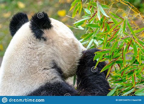 Giant Panda Chewing On Bamboo Leaves Stock Image Image Of Bamboo
