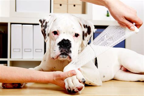 Joint Dislocation In Dogs Symptoms Causes Diagnosis Treatment