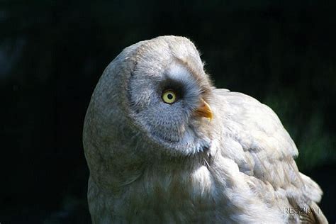 Albino Great Gray Owl Chouette Lapone Owls Pinterest