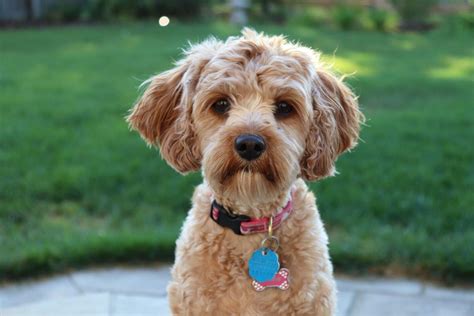 Cavapoo Dog Breed Information Diet Health Life Expectancy And More