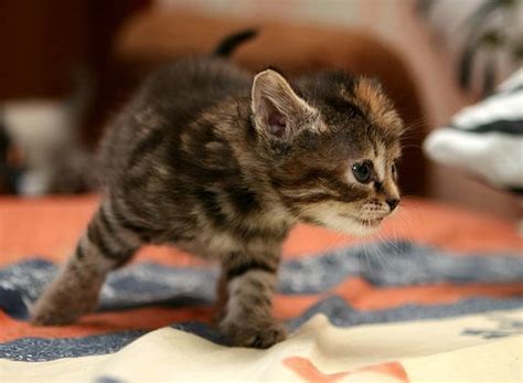 Cute Little Kittens