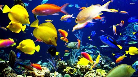 Konsep Populer Tropical Fish Aquarium Wallpaper