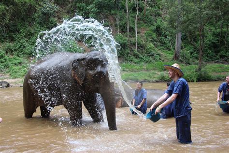 Book now your experience in chiang mai! Chiang Mai Elephant Care Tours - Siam River Adventures ...