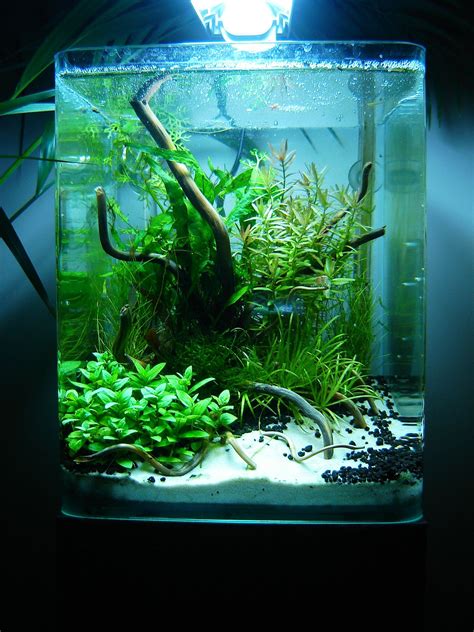 Best Nano Aquascape Aquarium Aquascape Ideas