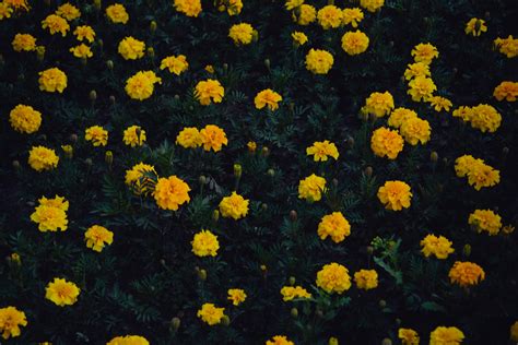 1000 Beautiful Yellow Flowers Photos · Pexels · Free Stock Photos