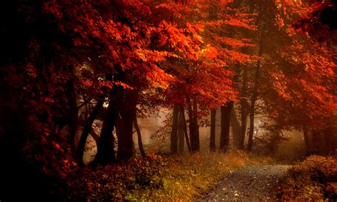 Fall Splendor Autumn Leaves Bench Nature Forest Path Autumn