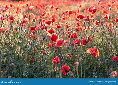 Meadow With Red Poppy Flowers In Early Summer Stock Photo Image Of