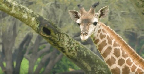 Photos Video Giraffe Calf Born This Past January At Disneys Animal