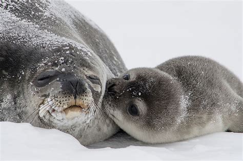 Weddell Seal Facts Animals Of Antarctica