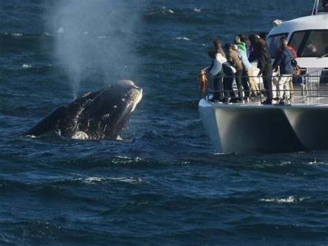 Wildlife Safari And Whale Watching In South Africa Responsible Travel