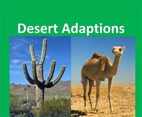 Desert Plants And Animals Adaptations For Kids Educational Videos