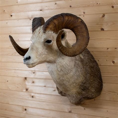 Premier Stone Sheep Taxidermy Shoulder Mount Nr4011 Safariworks Decor