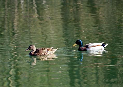 Free Stock Photo Of Two Ducks Download Free Images And Free Illustrations