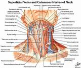 Veins consist of a thin, elastic muscular. Cervical Nerves and Vasculature | headandcervicalspine