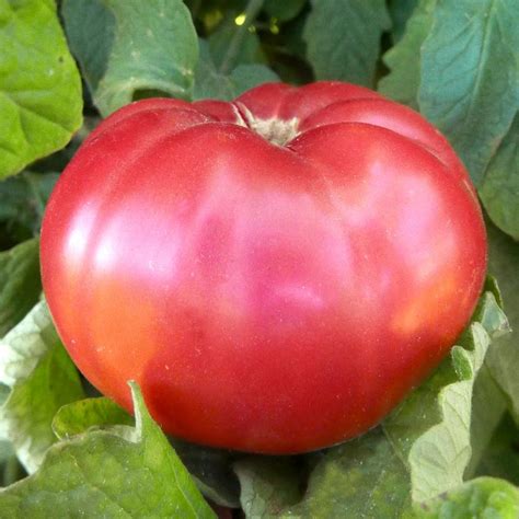 Giant Pink Belgium Heirloom Tomato Seeds Everwilde Farms