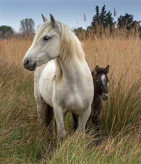 Camargue Horse With Foal France By Images From Barbanna