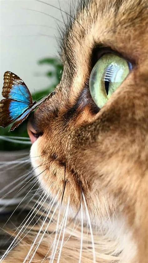 Butterfly On Cats Nose Fotos De Animais Fofos Fotos De Animais