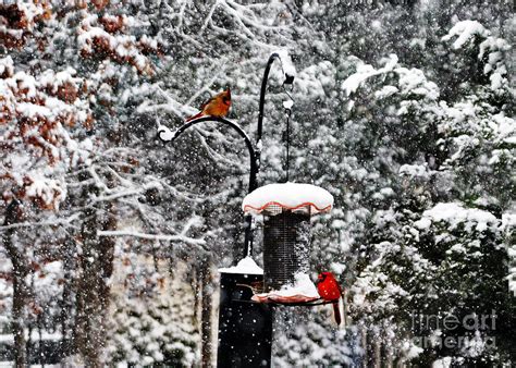Backyard Winter Wonderland Photograph By Lydia Holly Fine Art America