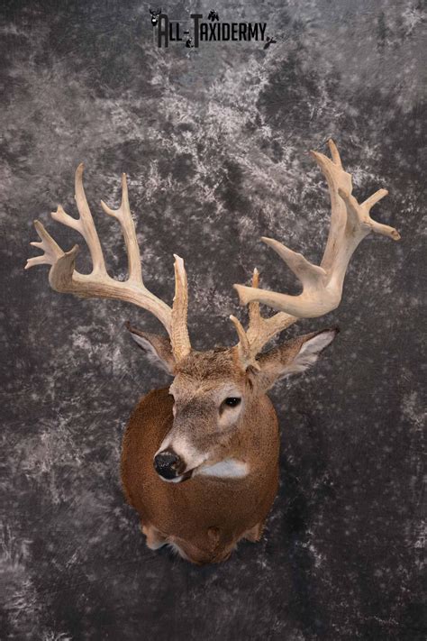 Whitetail Deer Taxidermy Shoulder Mount For Sale Sku 1321 All Taxidermy