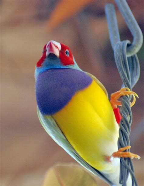The Gouldian Finch Beautiful Bird The Wildlife