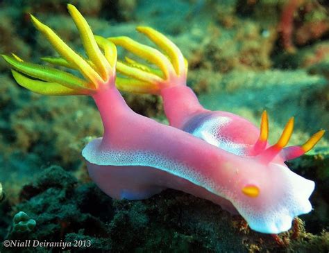 Pink Pair Of Fancies Deep Sea Creatures Sea Slug Beautiful Sea