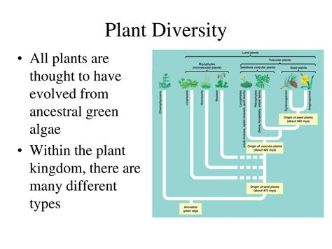 Ppt Plant Classification Powerpoint Presentation Free Download Id