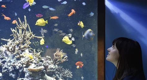 Jenis Ikan Hias Air Tawar Yang Dapat Di Gabung Satu Aquarium Ikanesia
