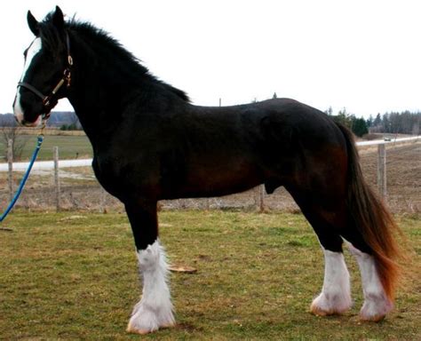 Black Shire Stallion Big Horses Beautiful Horses Horses