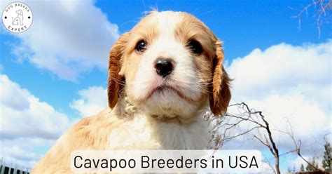 Cavapoo Breeders In Usa List Of 6 Local Breeders