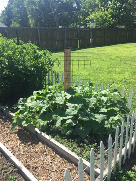 Growing Cucumbers With Chicken Wire